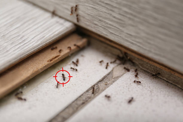 Best Affordable Pest Control Services  in Ranchos De Taos, NM