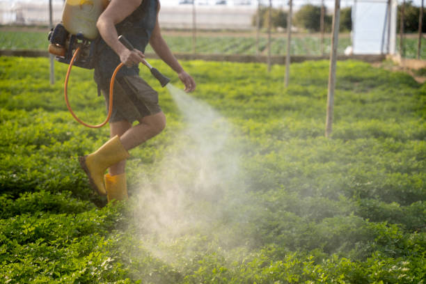 Best Emergency Pest Control  in Ranchos De Taos, NM