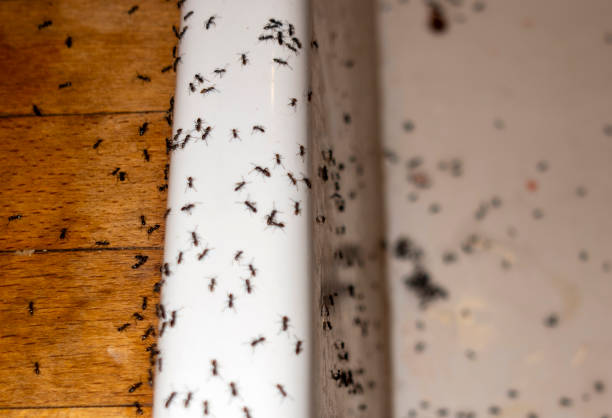 Best Local Pest Control Services  in Ranchos De Taos, NM