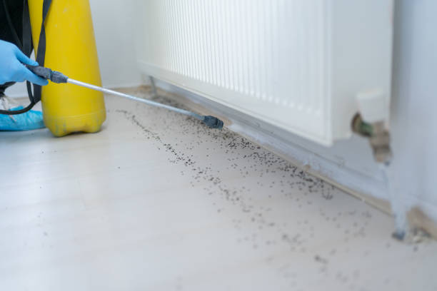 Best Pest Removal Services  in Ranchos De Taos, NM
