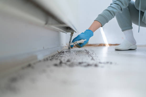 Best Wasp Removal Services  in Ranchos De Taos, NM