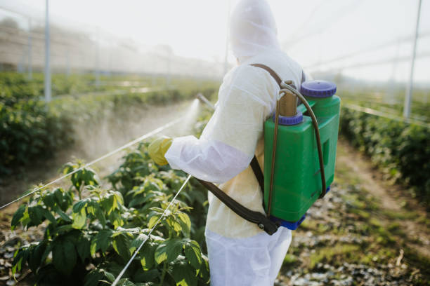 Best Local Pest Control Services  in Ranchos De Taos, NM